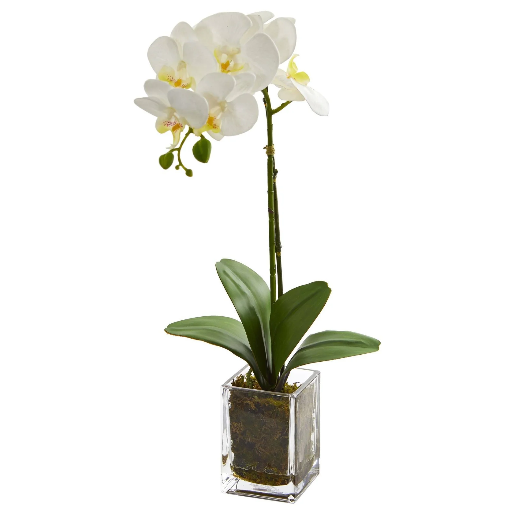 20” Orchid Phalaenopsis in vase (4309-PK) - Image 3