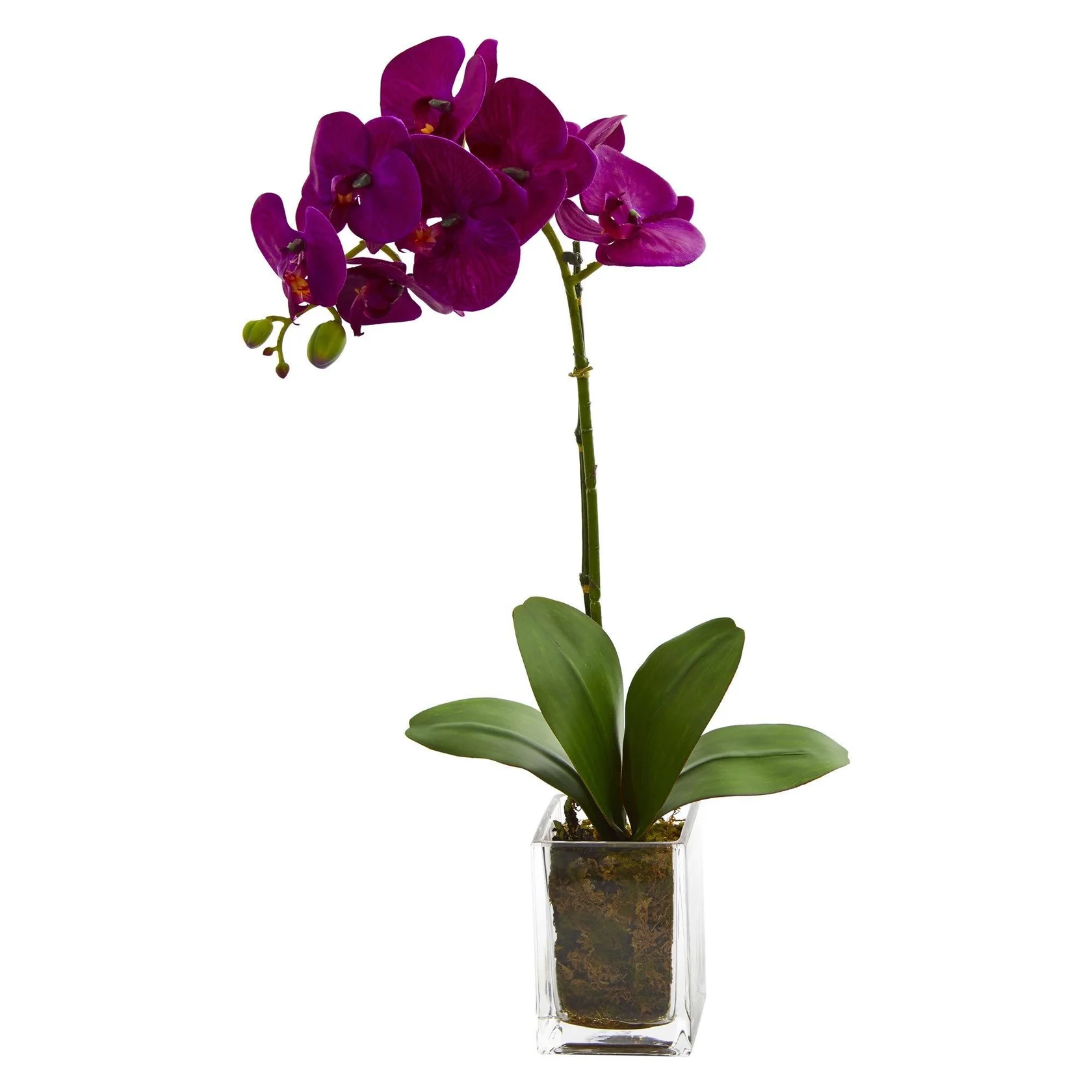 20” Orchid Phalaenopsis in vase (4309-PK) - Image 2