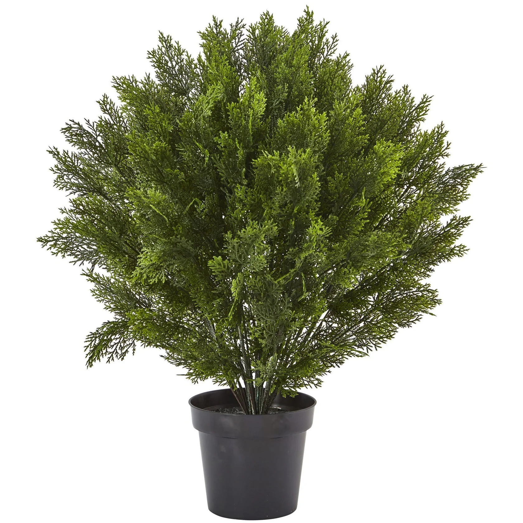 3’ Cedar Bush (Indoor/Outdoor) (6881)