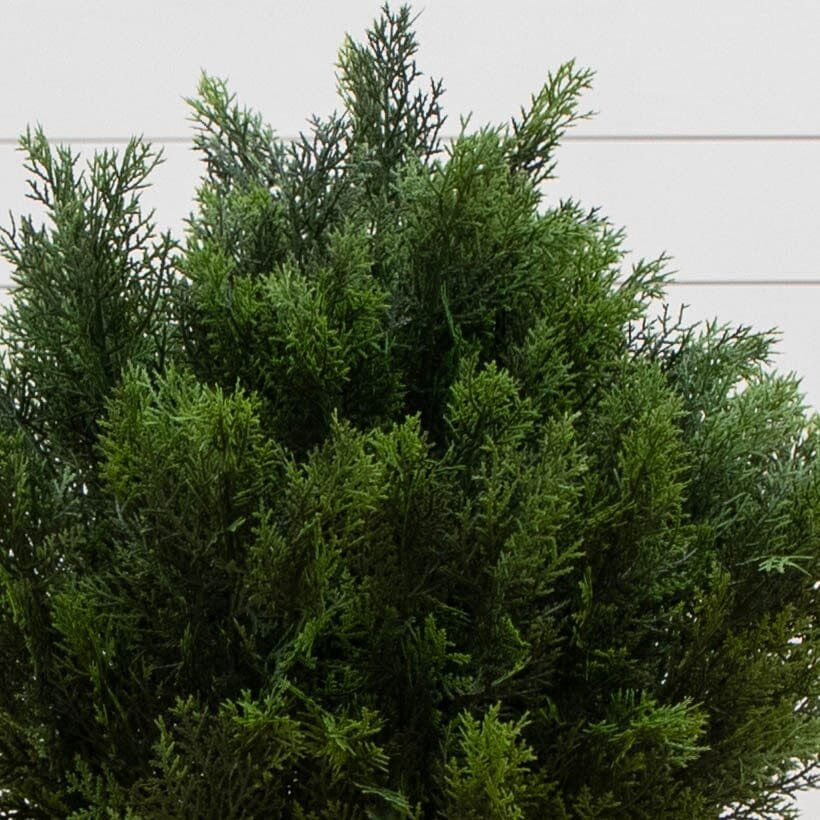 3’ Cedar Bush (Indoor/Outdoor) (6881) - Image 2