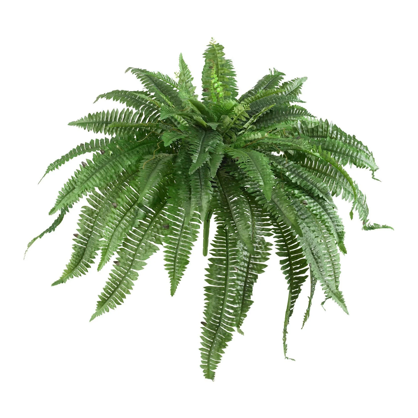 48” Boston Fern (Set of 2) (6051-S2) - Image 2