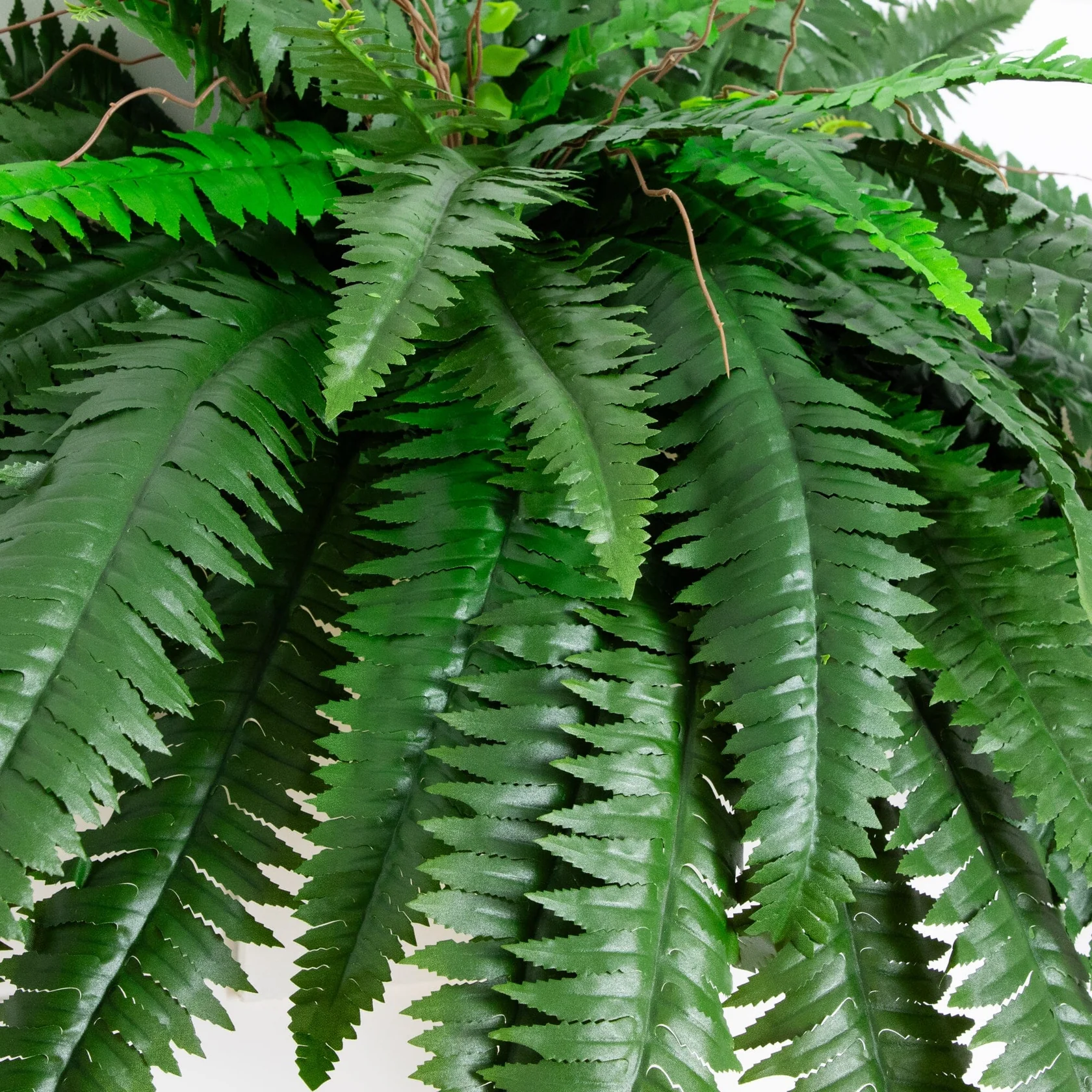 48” Boston Fern (Set of 2) (6051-S2) - Image 8