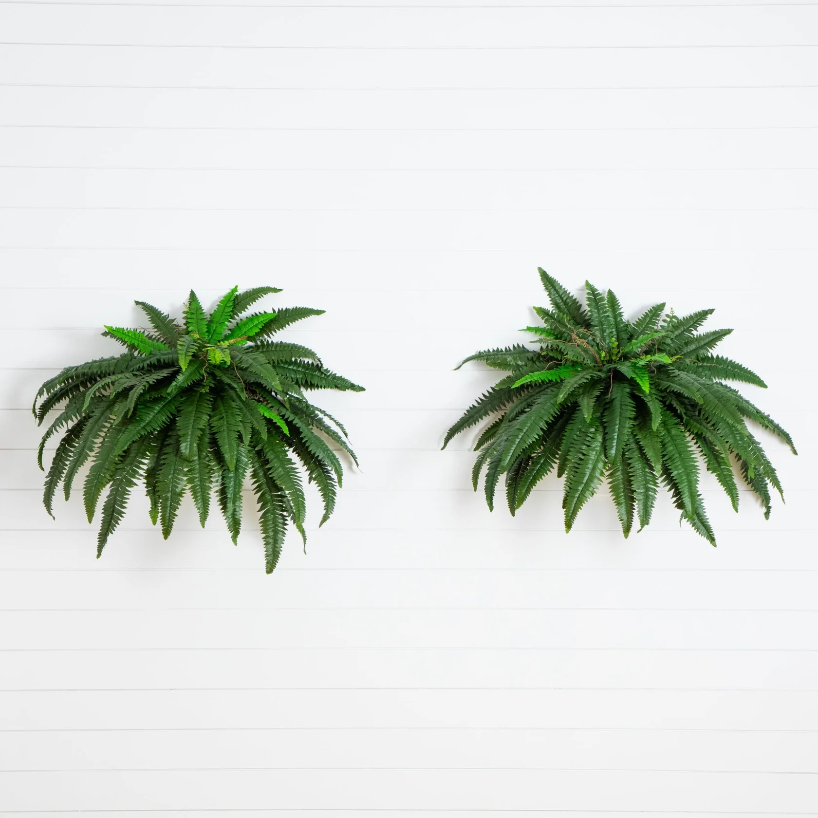 48” Boston Fern (Set of 2) (6051-S2)