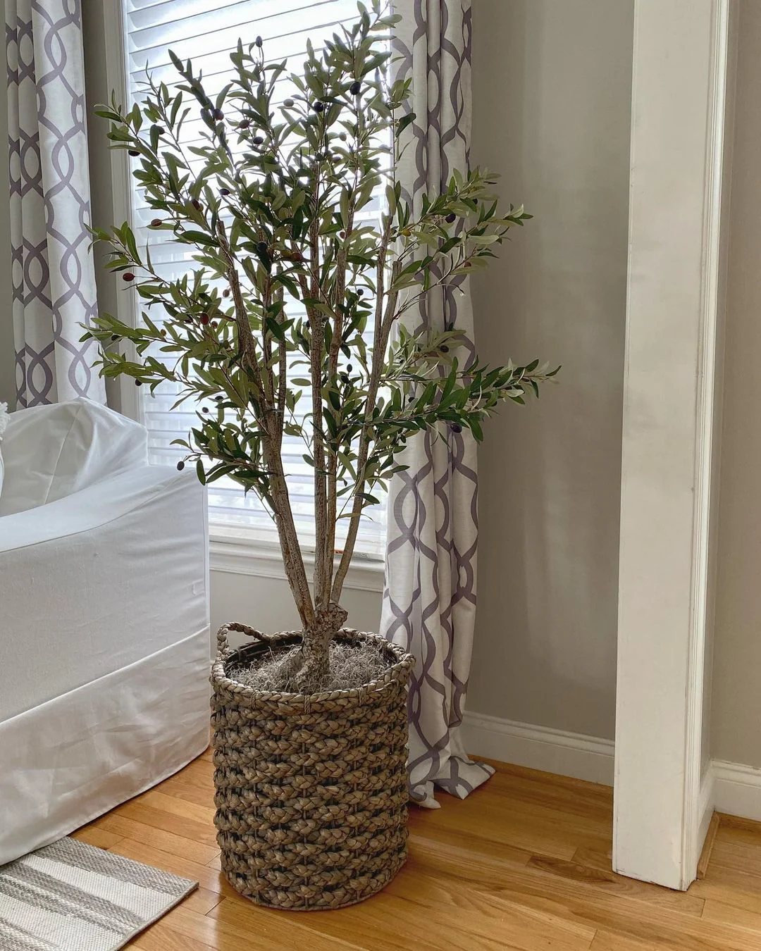 5' Olive Silk Tree (5258) - Image 8
