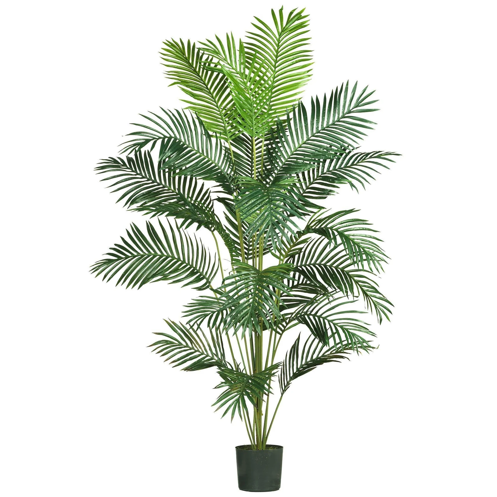 7' Paradise Palm (5261) - Image 9